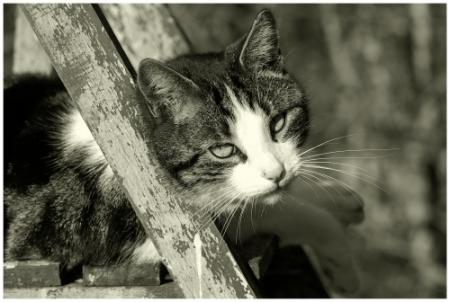 miaouuuu